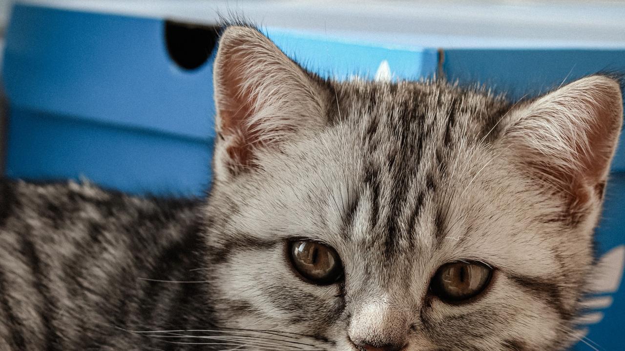 Почему кошка чихает: причины и когда это опасно