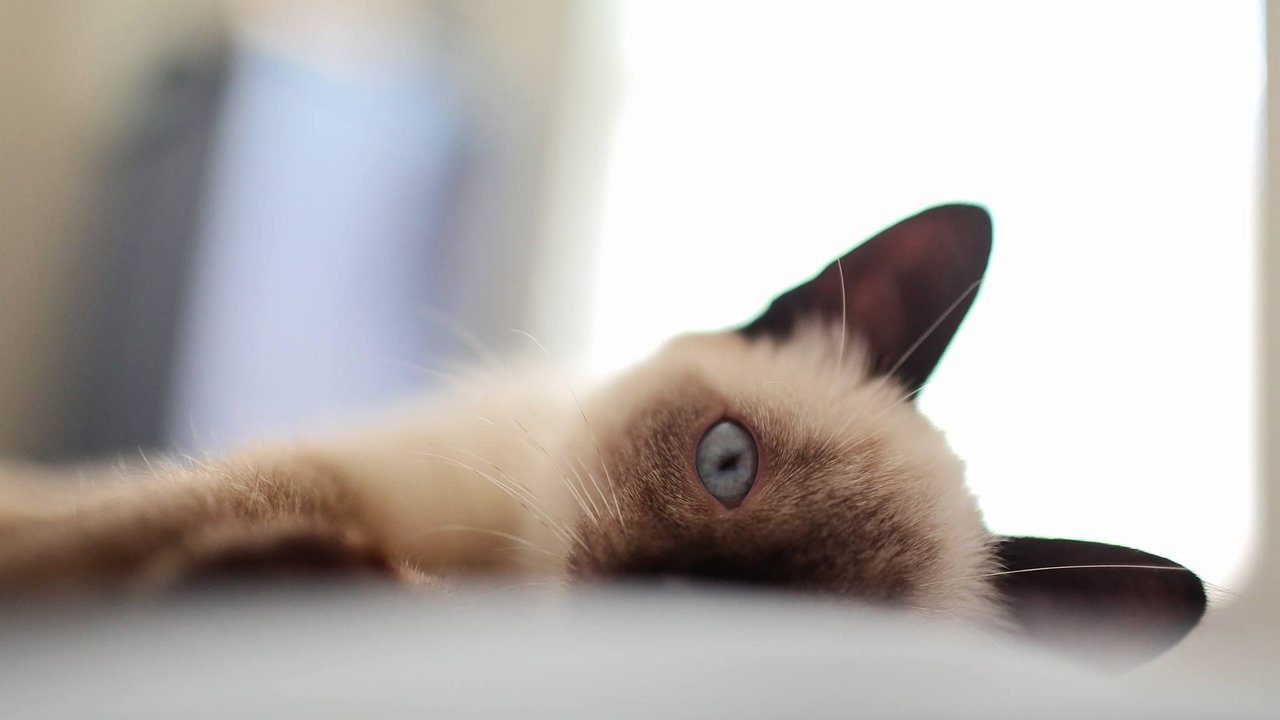 Кошка тяжело дышит: когда это норма, а когда опасно
