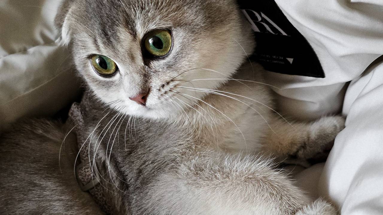 Кошка не ест: сколько это опасно и когда нельзя ждать