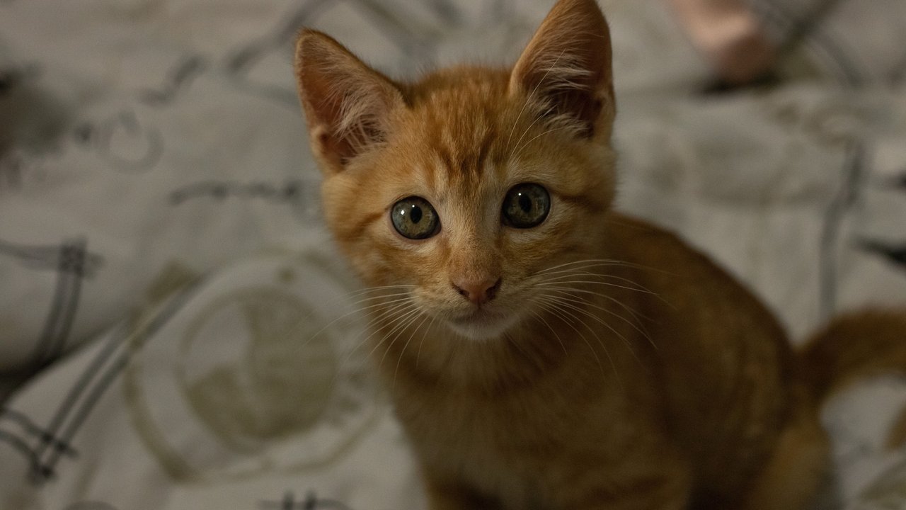 Кошка не ходит в туалет по-маленькому: это экстренно