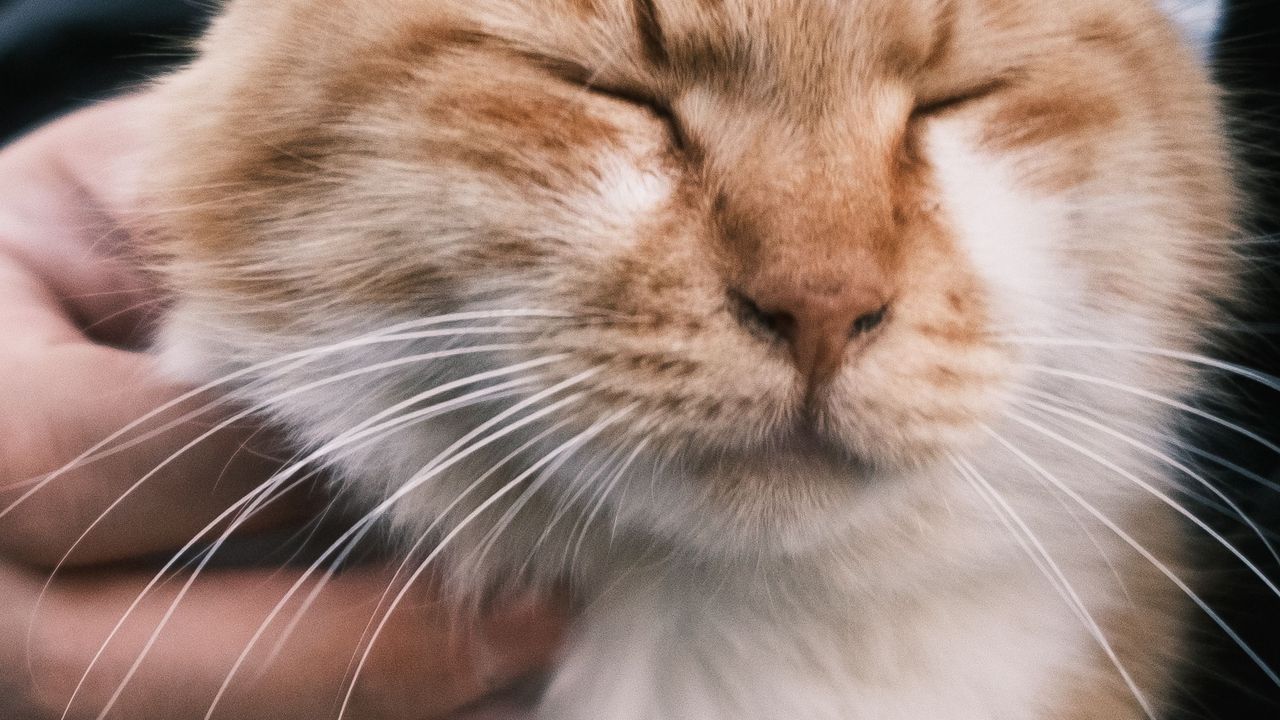Кошка вялая и постоянно спит: когда пора к врачу